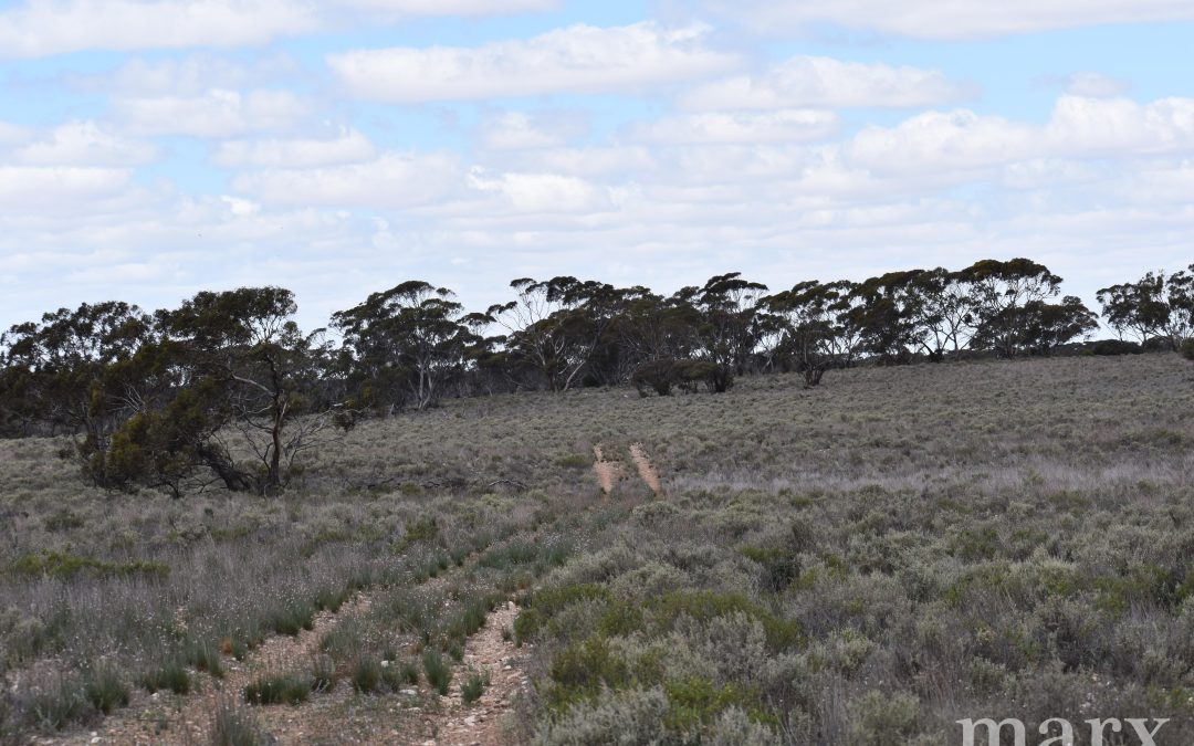 Lot 1 W Falkenbergs Road, SEDAN, SA 5353 AUS