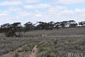 Lot 1 W Falkenbergs Road, SEDAN, SA 5353 AUS