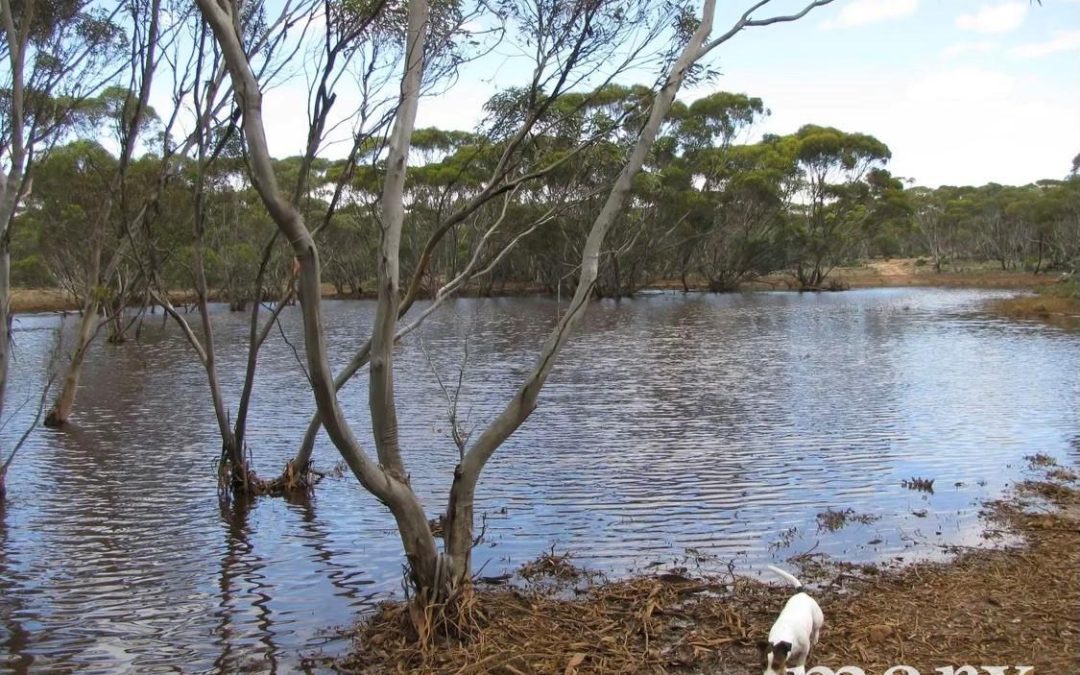 Lot 1 W Falkenbergs Road, SEDAN, SA 5353 AUS