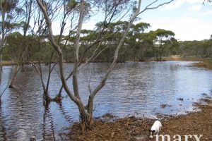 Lot 1 W Falkenbergs Road, SEDAN, SA 5353 AUS