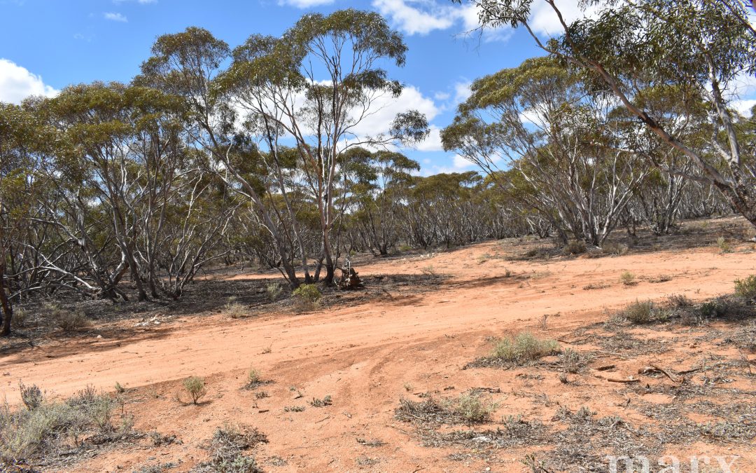Lot 1 W Falkenbergs Road, SEDAN, SA 5353 AUS