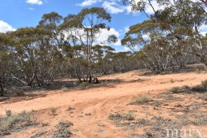 Lot 1 W Falkenbergs Road, SEDAN, SA 5353 AUS