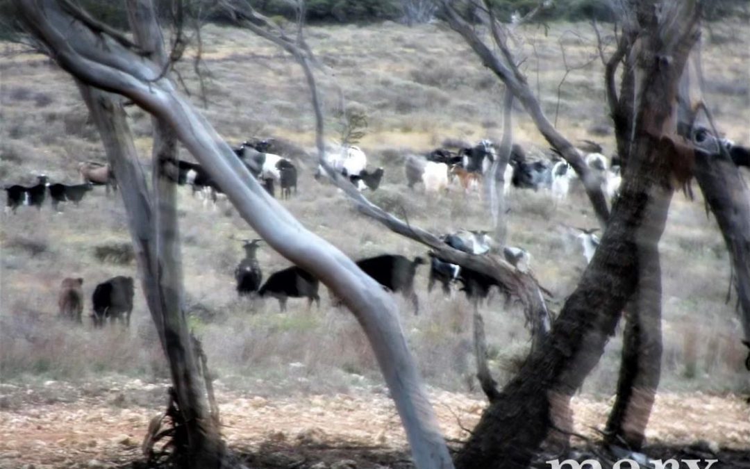 Lot 1 W Falkenbergs Road, SEDAN, SA 5353 AUS
