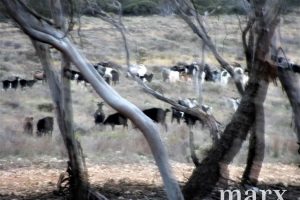 Lot 1 W Falkenbergs Road, SEDAN, SA 5353 AUS