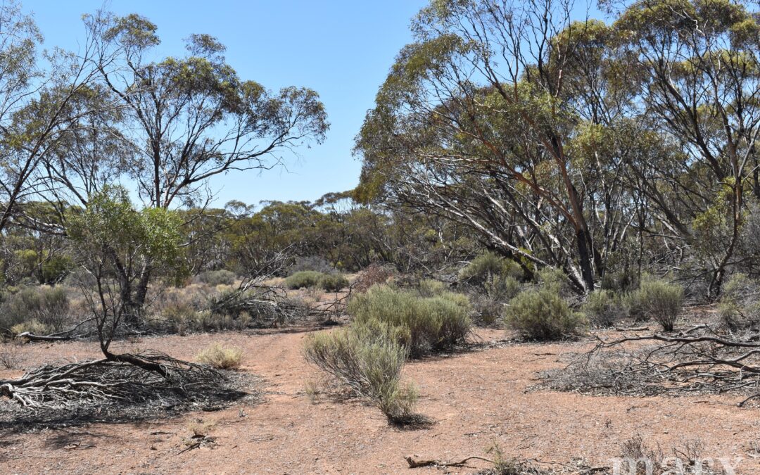 Section 273 Sturt Highway, SANDLETON, SA 5356 AUS