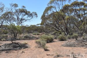 Section 273 Sturt Highway, SANDLETON, SA 5356 AUS