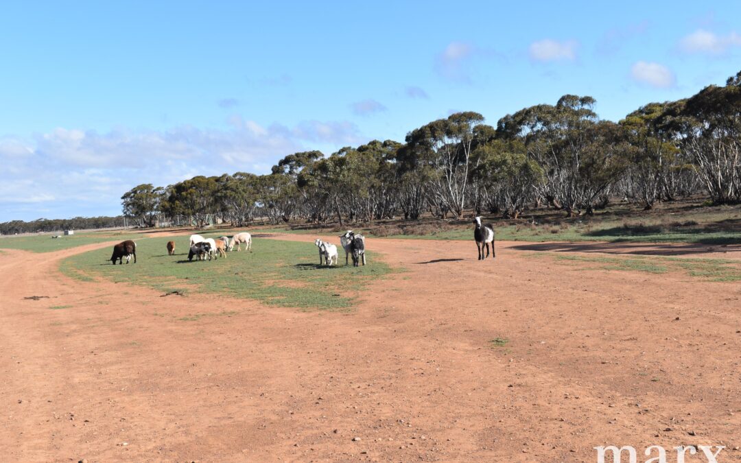 Lot 9 Bower Boundary Road, STEINFELD, SA 5356 AUS