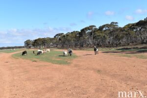 Lot 9 Bower Boundary Road, STEINFELD, SA 5356 AUS