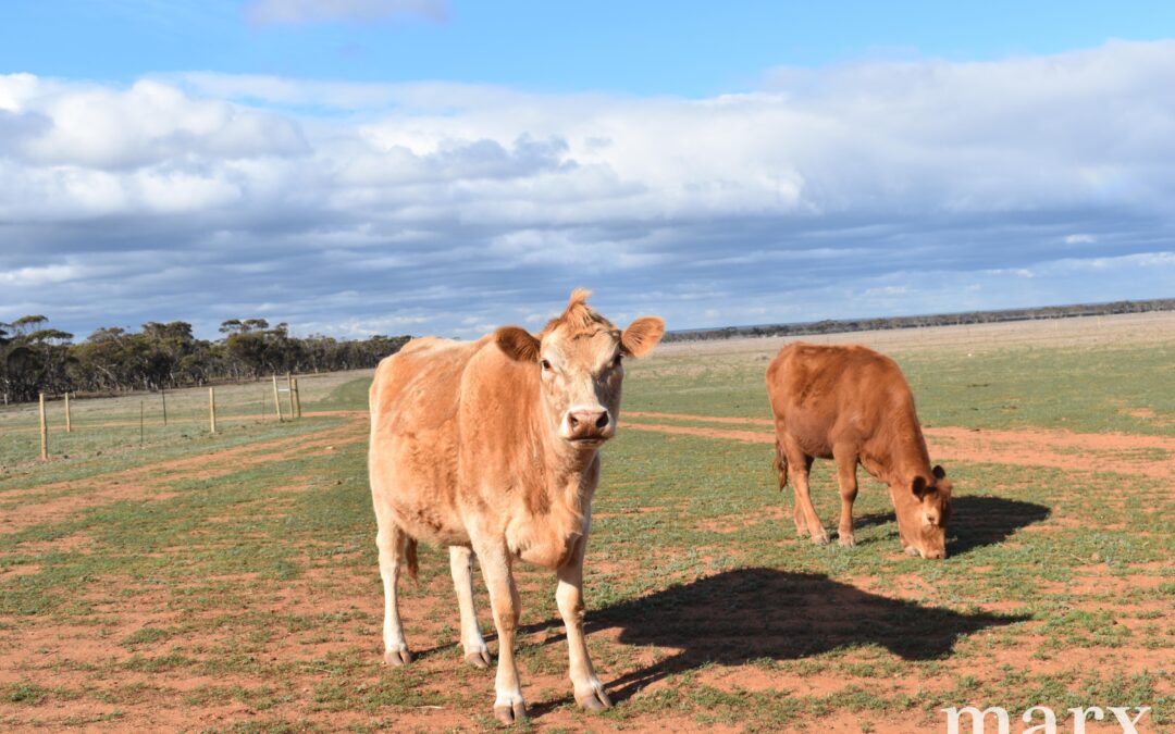 Lot 9 Bower Boundary Road, STEINFELD, SA 5356 AUS