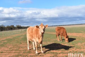 Lot 9 Bower Boundary Road, STEINFELD, SA 5356 AUS
