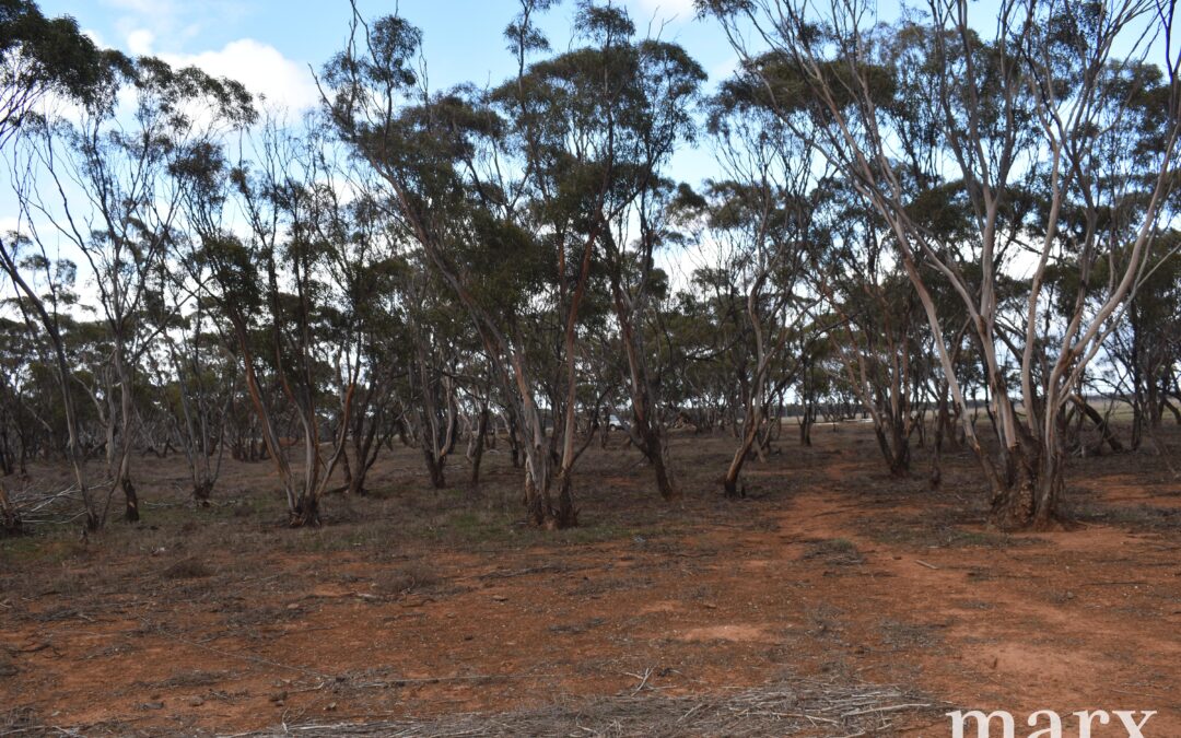 Lot 9 Bower Boundary Road, STEINFELD, SA 5356 AUS