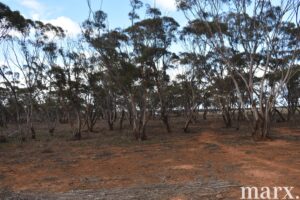 Lot 9 Bower Boundary Road, STEINFELD, SA 5356 AUS