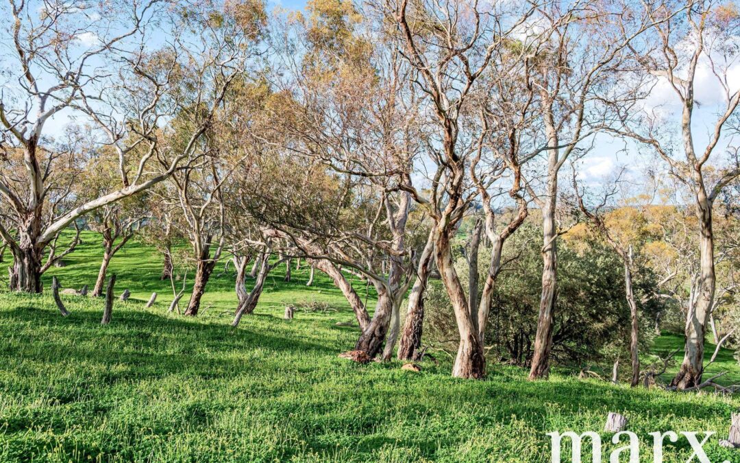 137 Radford Road, ANGASTON, SA 5353 AUS