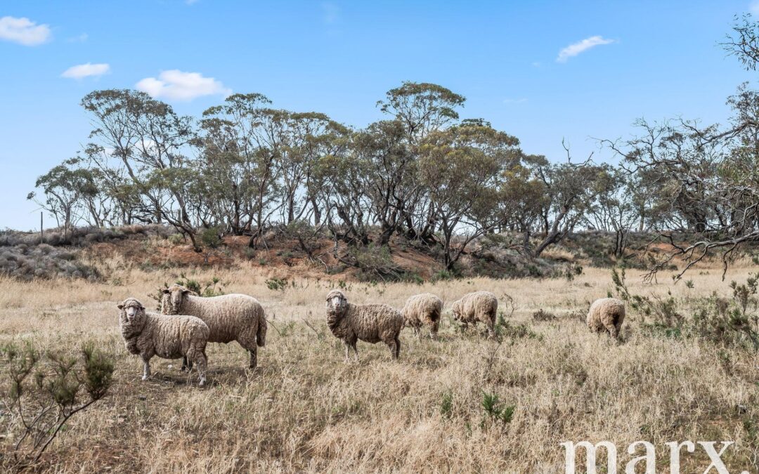 94 Robertson Road, TOWITTA, SA 5353 AUS