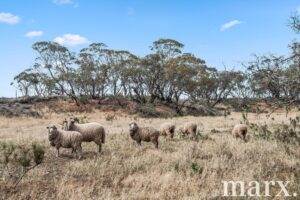 94 Robertson Road, TOWITTA, SA 5353 AUS