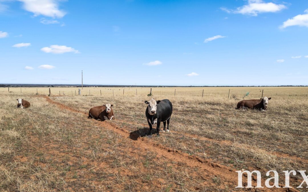 94 Robertson Road, TOWITTA, SA 5353 AUS