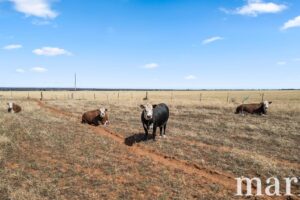 94 Robertson Road, TOWITTA, SA 5353 AUS