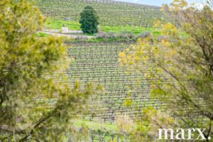 137 Radford Road, ANGASTON, SA 5353 AUS