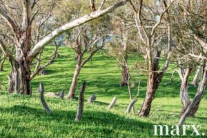 137 Radford Road, ANGASTON, SA 5353 AUS