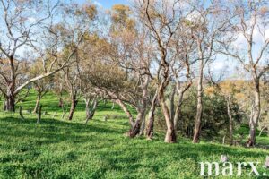 137 Radford Road, ANGASTON, SA 5353 AUS