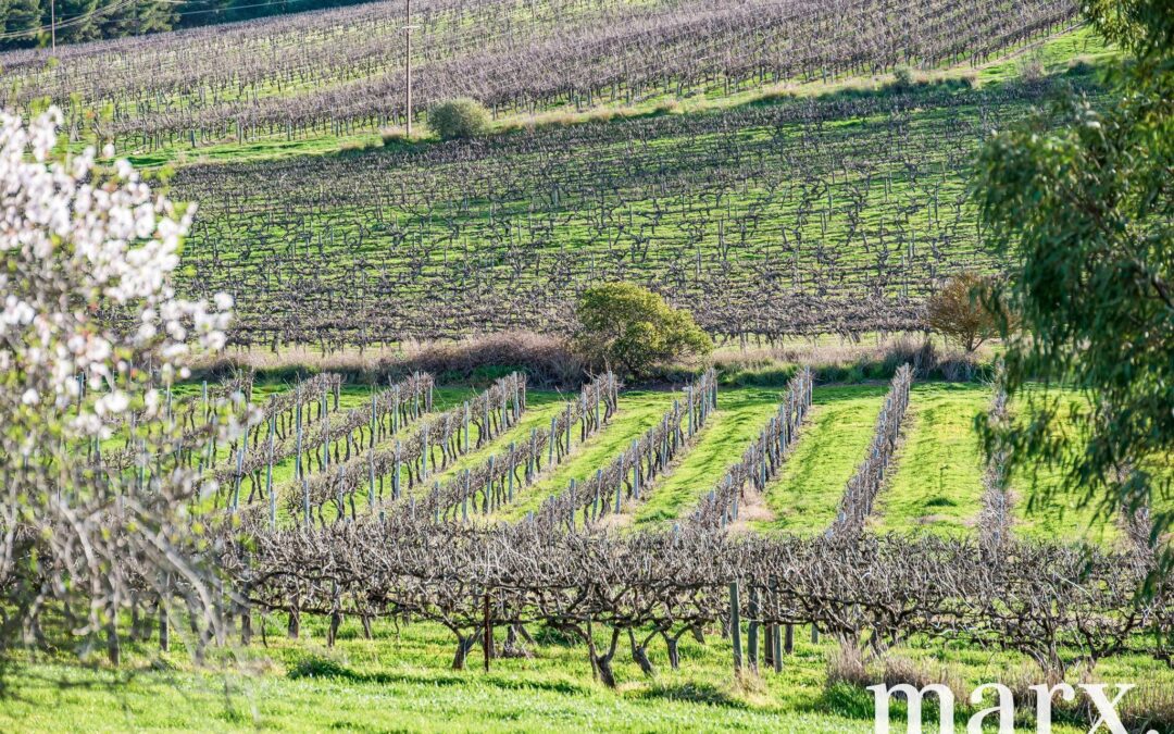 137 Radford Road, ANGASTON, SA 5353 AUS