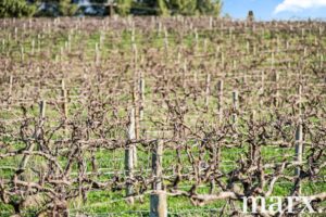 137 Radford Road, ANGASTON, SA 5353 AUS