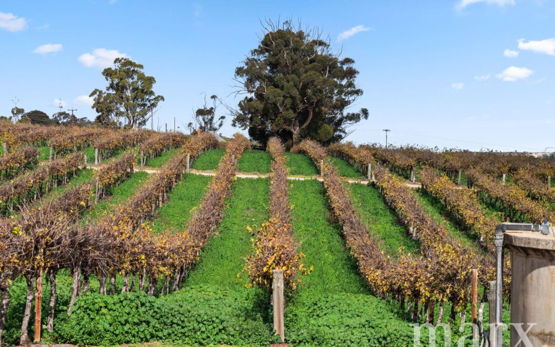 8985 Sturt Highway, PAISLEY, SA 5357 AUS