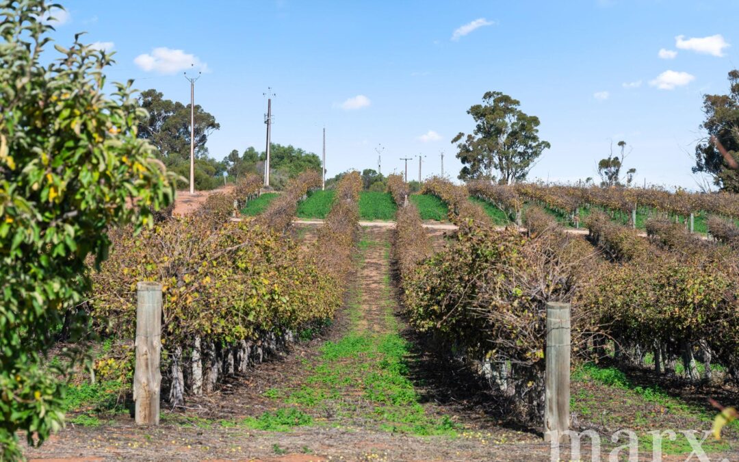 8985 Sturt Highway, PAISLEY, SA 5357 AUS