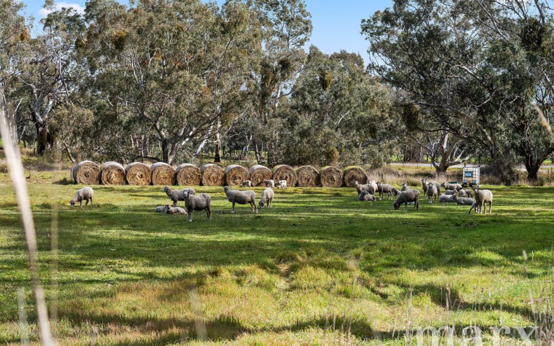 50 Hearls Road, FLAXMAN VALLEY, SA 5235 AUS