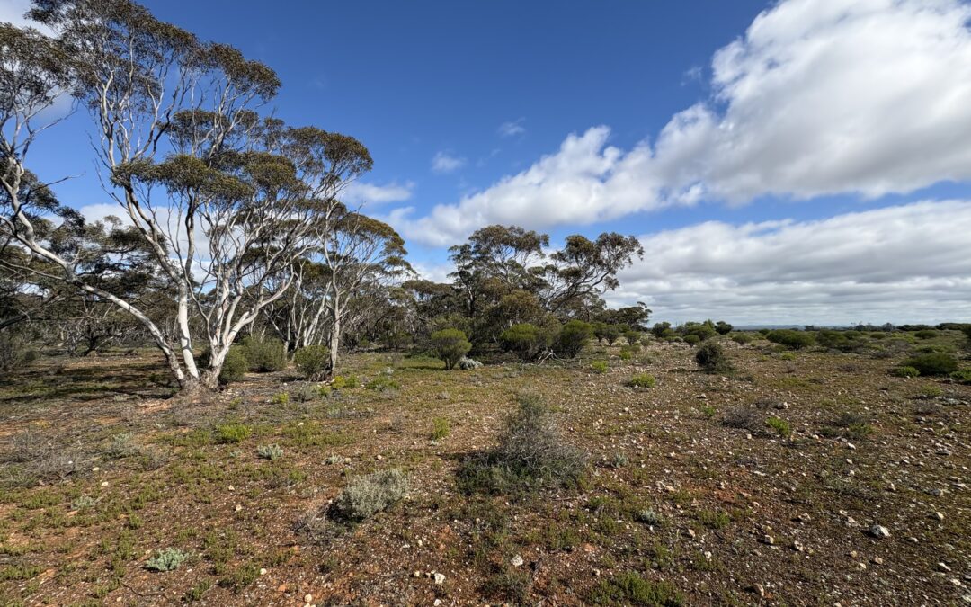 Lot 731 Sperling Road, SANDLETON, SA 5356 AUS