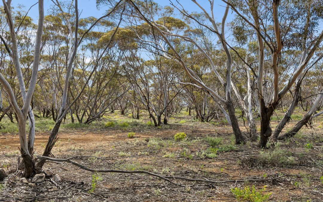 Lot 195 Seven Cross Road, SEDAN, SA 5353 AUS