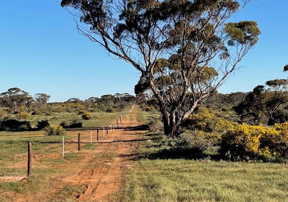 Lot 195 Seven Cross Road, SEDAN, SA 5353 AUS