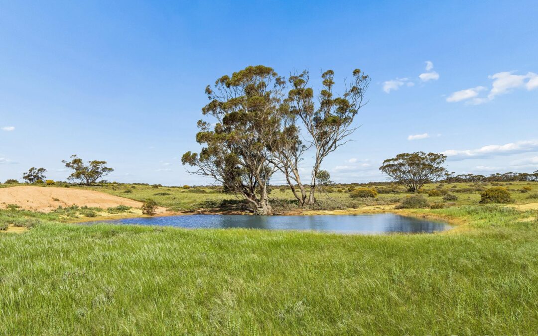 Lot 195 Seven Cross Road, SEDAN, SA 5353 AUS